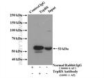 TrpRS Antibody in Immunoprecipitation (IP)