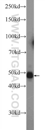 PELI2 Antibody in Western Blot (WB)