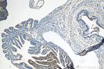 PELI2 Antibody in Immunohistochemistry (Paraffin) (IHC (P))