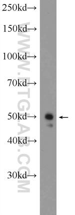 PELI2 Antibody in Western Blot (WB)