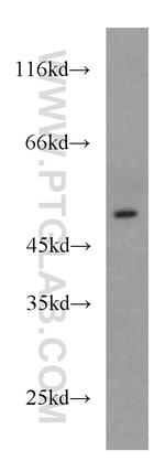 HMBOX1 Antibody in Western Blot (WB)