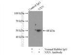 NXN Antibody in Immunoprecipitation (IP)
