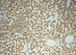 ATP6V1G1 Antibody in Immunohistochemistry (Paraffin) (IHC (P))