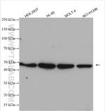 HDAC3 Antibody in Western Blot (WB)