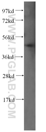 HDAC3 Antibody in Western Blot (WB)