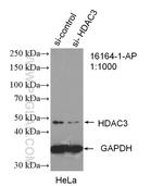 HDAC3 Antibody in Western Blot (WB)