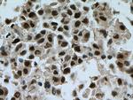 TOE1 Antibody in Immunohistochemistry (Paraffin) (IHC (P))