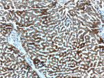 MAP3K6 Antibody in Immunohistochemistry (Paraffin) (IHC (P))