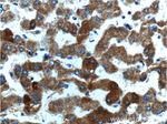 MAP3K6 Antibody in Immunohistochemistry (Paraffin) (IHC (P))