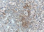 MAP3K6 Antibody in Immunohistochemistry (Paraffin) (IHC (P))