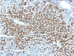 MAP3K6 Antibody in Immunohistochemistry (Paraffin) (IHC (P))