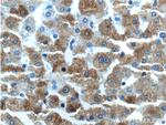 MAP3K6 Antibody in Immunohistochemistry (Paraffin) (IHC (P))