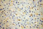 HBB Antibody in Immunohistochemistry (Paraffin) (IHC (P))