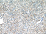 PDGFRL Antibody in Immunohistochemistry (Paraffin) (IHC (P))