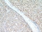 PDGFRL Antibody in Immunohistochemistry (Paraffin) (IHC (P))