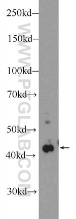 PDGFRL Antibody in Western Blot (WB)