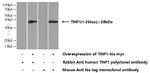 TINP1 Antibody in Western Blot (WB)