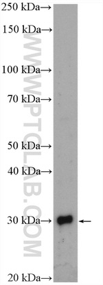 TINP1 Antibody in Western Blot (WB)