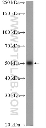 NUP54 Antibody in Western Blot (WB)