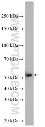 NUP54 Antibody in Western Blot (WB)