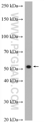 NUP54 Antibody in Western Blot (WB)