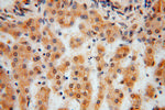 TSR2 Antibody in Immunohistochemistry (Paraffin) (IHC (P))