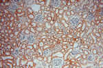 DHRS1 Antibody in Immunohistochemistry (Paraffin) (IHC (P))