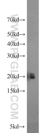 MYL12A Antibody in Western Blot (WB)