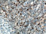 CD157 Antibody in Immunohistochemistry (Paraffin) (IHC (P))