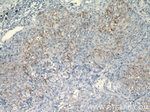 AGER Antibody in Immunohistochemistry (Paraffin) (IHC (P))