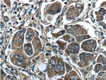 PAH Antibody in Immunohistochemistry (Paraffin) (IHC (P))