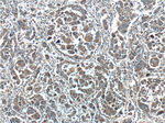 PAH Antibody in Immunohistochemistry (Paraffin) (IHC (P))