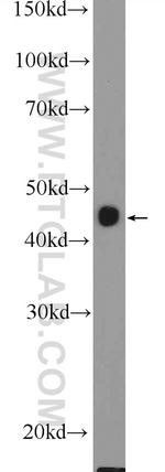 BHMT2 Antibody in Western Blot (WB)