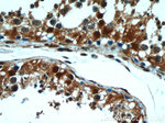 GSNOR/ADH5 Antibody in Immunohistochemistry (Paraffin) (IHC (P))