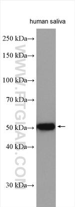 Alpha-1-Antitrypsin Antibody in Western Blot (WB)