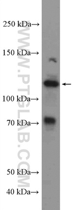 NRF2/NFE2L2 Antibody in Western Blot (WB)