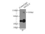 NRF2/NFE2L2 Antibody in Immunoprecipitation (IP)