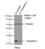 Caveolin-1 Antibody in Western Blot (WB)