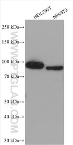 MCM8 Antibody in Western Blot (WB)