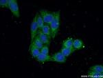 BPNT1 Antibody in Immunocytochemistry (ICC/IF)
