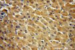 BPNT1 Antibody in Immunohistochemistry (Paraffin) (IHC (P))