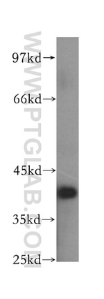 BPNT1 Antibody in Western Blot (WB)