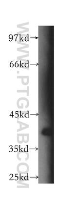 BPNT1 Antibody in Western Blot (WB)