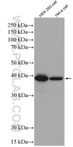 BPNT1 Antibody in Western Blot (WB)
