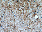 Aquaporin 4 Antibody in Immunohistochemistry (Paraffin) (IHC (P))