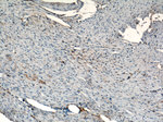 Aquaporin 4 Antibody in Immunohistochemistry (Paraffin) (IHC (P))