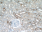 Aquaporin 4 Antibody in Immunohistochemistry (Paraffin) (IHC (P))