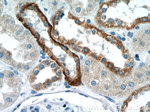 Aquaporin 4 Antibody in Immunohistochemistry (Paraffin) (IHC (P))