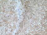 Aquaporin 4 Antibody in Immunohistochemistry (Paraffin) (IHC (P))