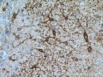 Aquaporin 4 Antibody in Immunohistochemistry (Paraffin) (IHC (P))